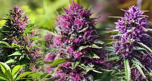 Magic Heidi: Die Schweizer Cannabiskultur mit Qualität und Innovation neu definieren